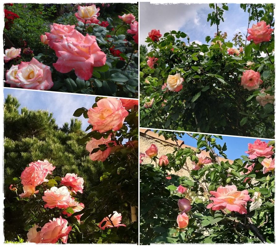 Laetitia Casta róża wielkokwiatowa